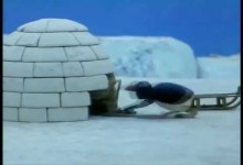 Pingu: Stavba iglu